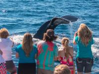 Capt Dave's Dana Point Dolphin & Whale Watching image 5